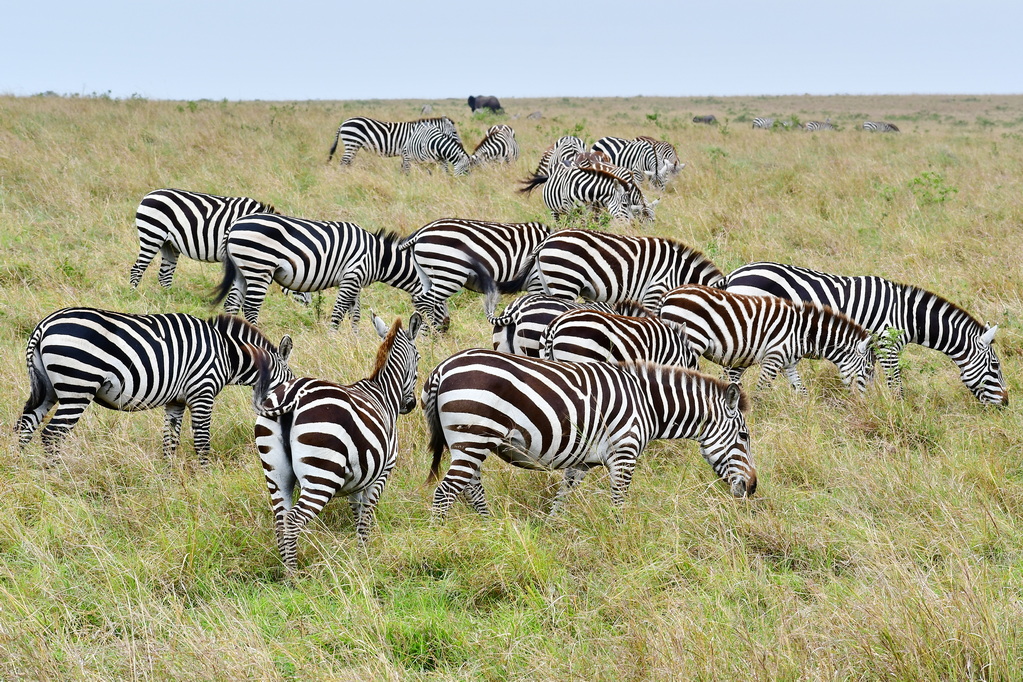 Masai Mara Nat. Reserve